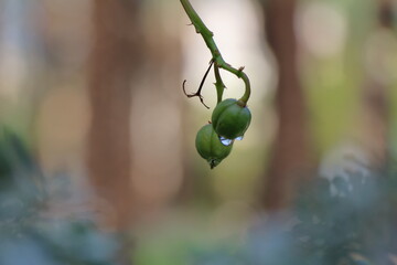 Close up of unripe green berries on a tree branch.