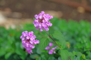 Obraz premium Lantana camara or Pink Lantana flower in the garden