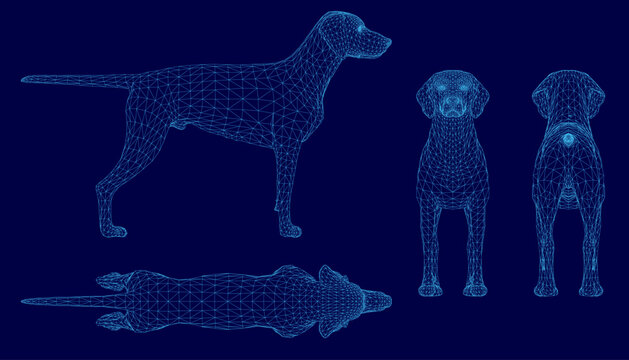 American Foxhound dog wireframe model on a blue background, composed of geometric shapes and connecting lines for a detailed 3D representation.