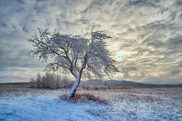 A lone snow-covered tree stands in a frozen meadow under a dramatic cloudy sky, with soft winter light breaking through and distant hills fading into the cold horizon.