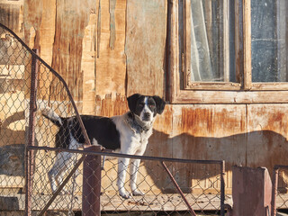 A chained guard dog near a wooden house in a Carpathian village on a winter morning