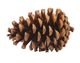 Intricate, textured, brown cone with overlapping scales, isolated