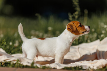 A cute Jack Russell Terrier puppy on his first walk. The puppy is sitting on the grass.