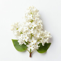 Fototapeta premium Blooming white lilac branch isolated on white for spring wedding card design