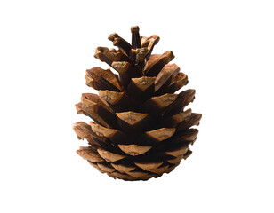 Detailed pinecone with layered scales against a black background