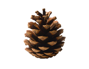 Detailed pinecone with layered scales against a black background