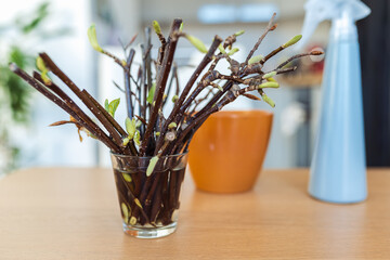 rooting cuttings of fruit trees