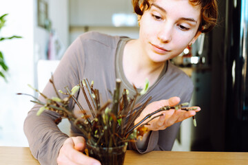 rooting cuttings of fruit trees