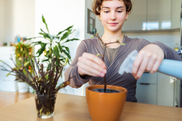 rooting cuttings of fruit trees
