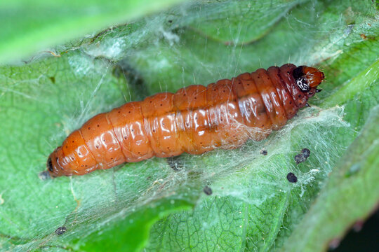 Pest in orchards and gardens. Caterpillar on a damaged apricot leaf. Tortricidae commonly known as tortrix moths or leafroller moths.