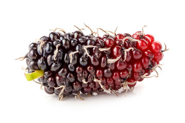 A mulberry, a type of edible berry that grows on trees of the Morus genus, isolated on a white background