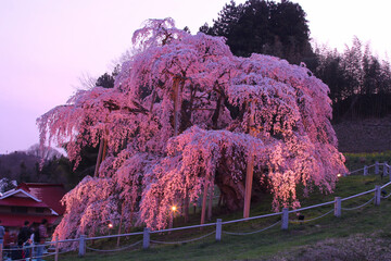 三春町　滝桜のライトアップ
