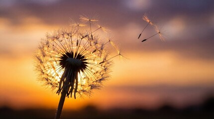 Fototapeta premium A close-up of a dandelion releasing its seeds, illuminated by the warm light of the setting sun, a picturesque and ethereal image evokes feelings of hope and freedom.
