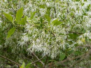 Die Aufnahme zeigt mehrere wei&szlig; bl&uuml;hende Zweige eines Virginischen Schneeflockenstrauchs (Chionanthus virginicus).