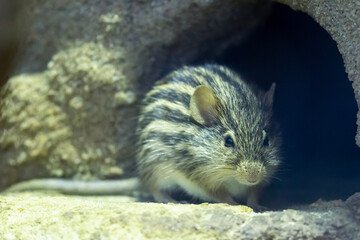 Eine Berber-Streifengrasmaus vor ihrer H&ouml;hle sitzend