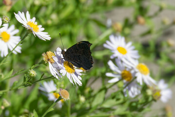 European peacock butterfly (Aglais io) sitting on a daisy in Zurich, Switzerland