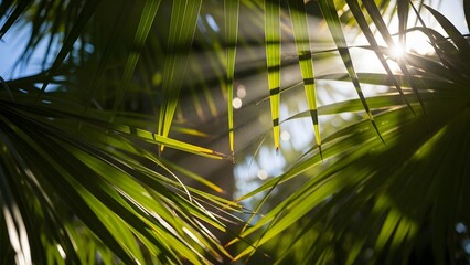 Tropical palm leaves with sunlight and shadow natural summer background with copy space