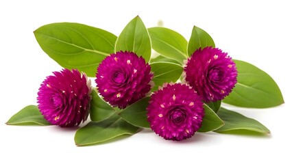 Four Pink Globe Amaranth Flowers with Green Leaves on White Background gomphrena globosa purple