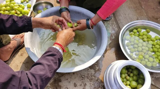 Man and Woman Washing Amla for Homemade Pickle Preparation in Traditional Indian style.
