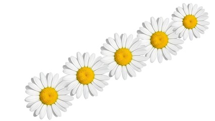 Row of Five White Daisy Flowers with Yellow Centers on White Background image photo