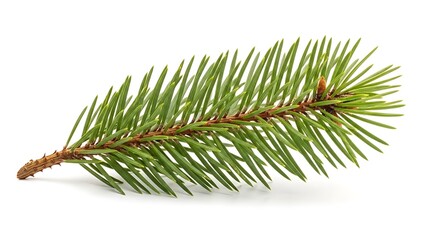Single Fir Tree Branch with Green Needles on White Background spruce pine