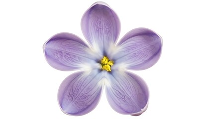 Single Purple and White Lilac Flower Blossom with Yellow Center on White Background bloom petal