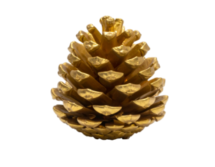 Gilded evergreen cone isolated on a dark, textured background