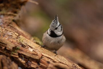 Small eurasian crested tit sits on a weathered log in a wooded area. The bird faces the viewer with a curious expression. The background is blurred out © honey_paws
