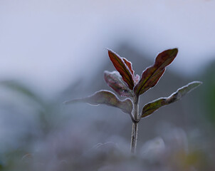 pink colors in the morning with frost on a plant