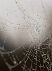 spider web with dew drops
