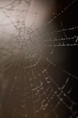 spider web with dew drops