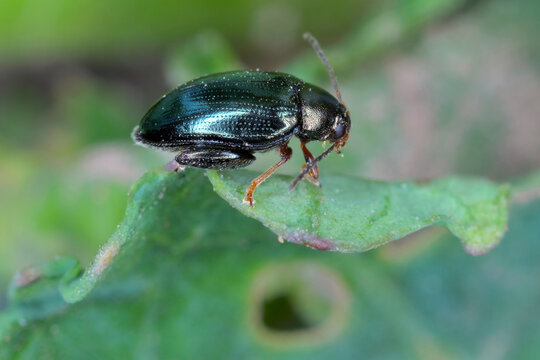 Psylliodes chrysocephala or Psylliodes chrysocephalus, commonly known as the cabbage-stem flea beetle, is a species of leaf beetle situated in the subfamily Galerucinae and the tribe Alticini (flea be