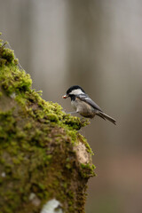 Obraz premium A small Coal Tit is seen holding a piece of food in its beak. The bird is perched on a branch covered in green moss in its natural forest habitat