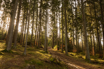 Tall pine trees rise along a quiet forest path as warm sunlight filters through the canopy. The soft light and earthy tones create a peaceful, inviting atmosphere deep in the woodland.