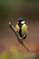 Naklejka premium A small Great Tit bird with yellow, black, and white feathers is standing on a small tree branch. The background is blurred brown and green foliage in a wooded area