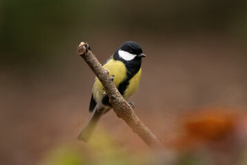Naklejka premium A Great Tit, a small bird with yellow and black plumage, is sitting on a thin, brown branch. It is set against an out-of-focus forest background, suggesting a natural habitat