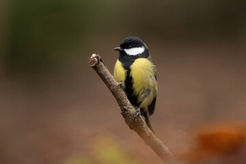 A Great Tit sits perched on a thin branch. It is facing left. The bird is bright yellow, black, and white, looking alert against a blurred brown background in the woodland