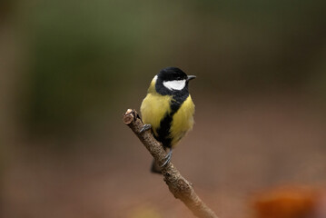 Obraz premium A small Great Tit with bright yellow and black plumage sits on a twig. The bird is perched in a forest, alertly observing its surroundings on a late afternoon