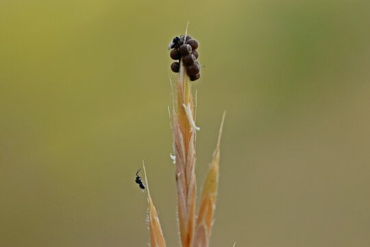 Zwei winzige Wespen (Scelionidae) an Eiern einer Baumwanze (Pentatomidae)