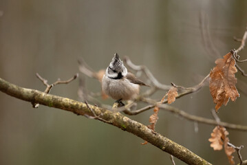 A small Eurasian crested tit with grey and brown feathers sits on a thin tree branch in a forest. The bird is looking straight at the viewer on a chilly day © honey_paws