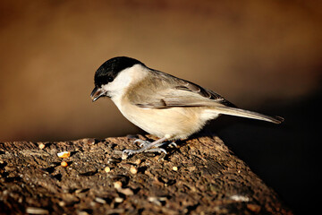 Grey Tit © Bojan Bencic