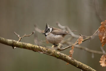 A small Crested Tit sits perched on a mossy branch of an oak tree. The bird appears to be looking down. It's in a natural woodland habitat, possibly in Europe © honey_paws