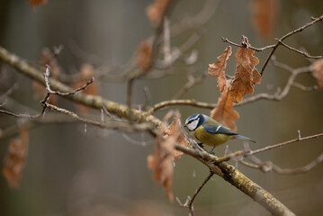 A small Eurasian blue tit with yellow, white, and blue feathers perches on a branch of a tree. Several brown leaves cling to the branches around the bird on an Autumn day © honey_paws