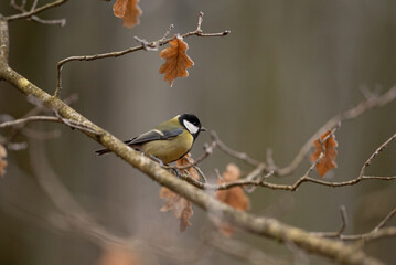 A Great tit sits on a tree branch with frost on it. Several brown, frosted oak leaves hang from the bare branches during a cold winter season © honey_paws