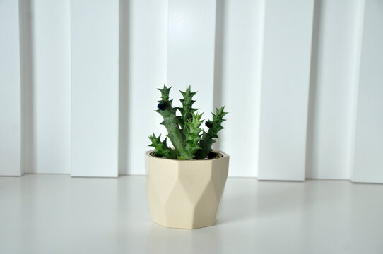 planta, cactos  ornamental 