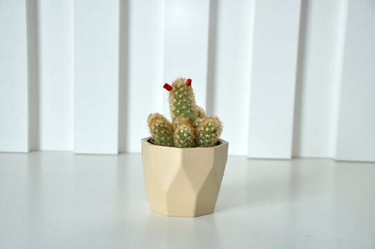 planta, cactos  ornamental 