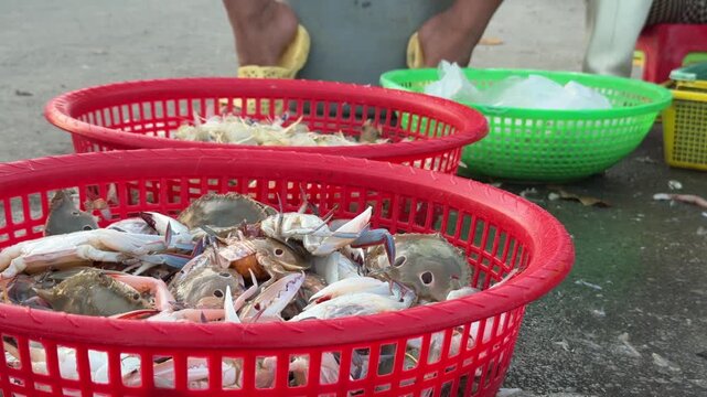 Mesh baskets hold sorted crabs and mantis shrimps, their still forms displayed together at a coastal market, reflecting routine handling of marine bycatch. Fishing bycatch sorting.