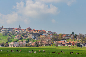 Herd of cows grazing on a green alpine meadow on a background of the old Swiss town Romont, built on a rock prominence, in Freibourg canton, Switzerland