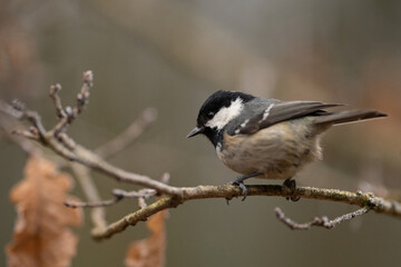 Naklejka premium A small Coal Tit sits on a branch in a forest. The bird has a black head and white cheeks, looking downwards. Several brown leaves are visible in the blurred background