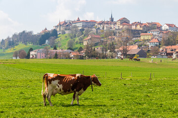 Cow grazing on a green alpine meadow on a background of the old Swiss town Romont, built on a rock prominence, in Freibourg canton, Switzerland